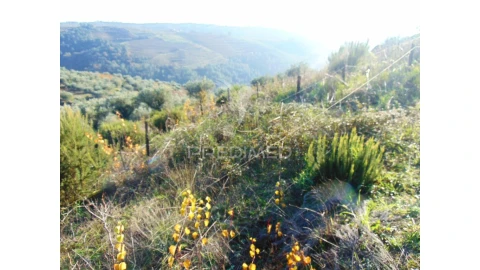 Terreno para Venda em Abaças
