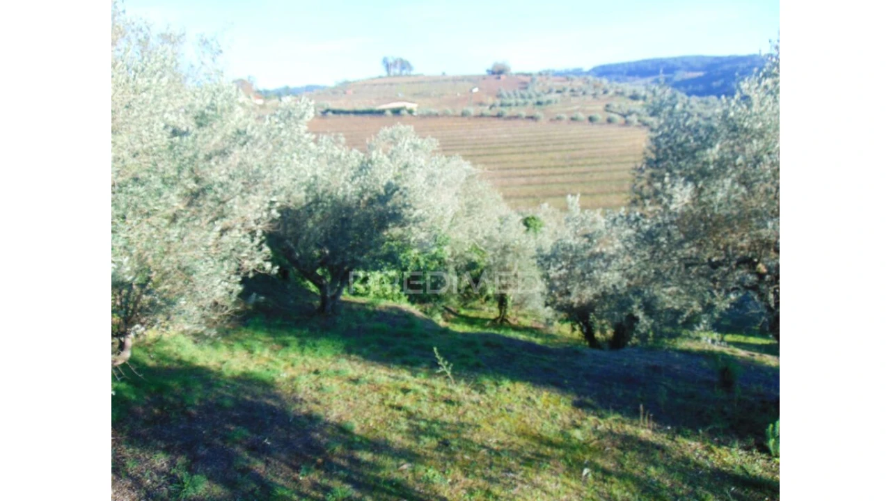 Terreno para Venda em Abaças Foto 17