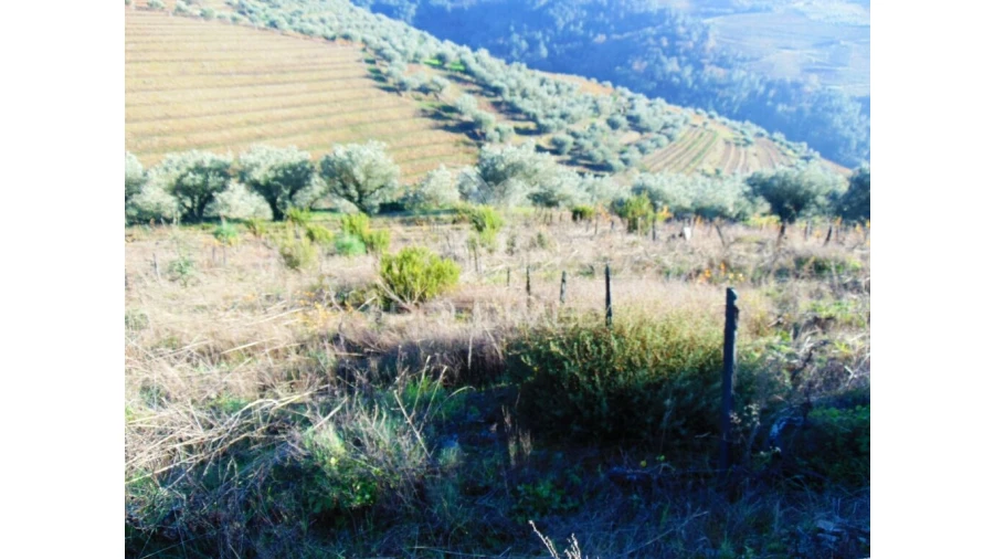 Terreno para Venda em Abaças Foto 6