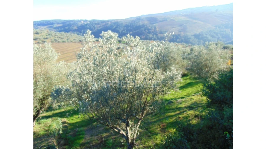 Terreno para Venda em Abaças Foto 16