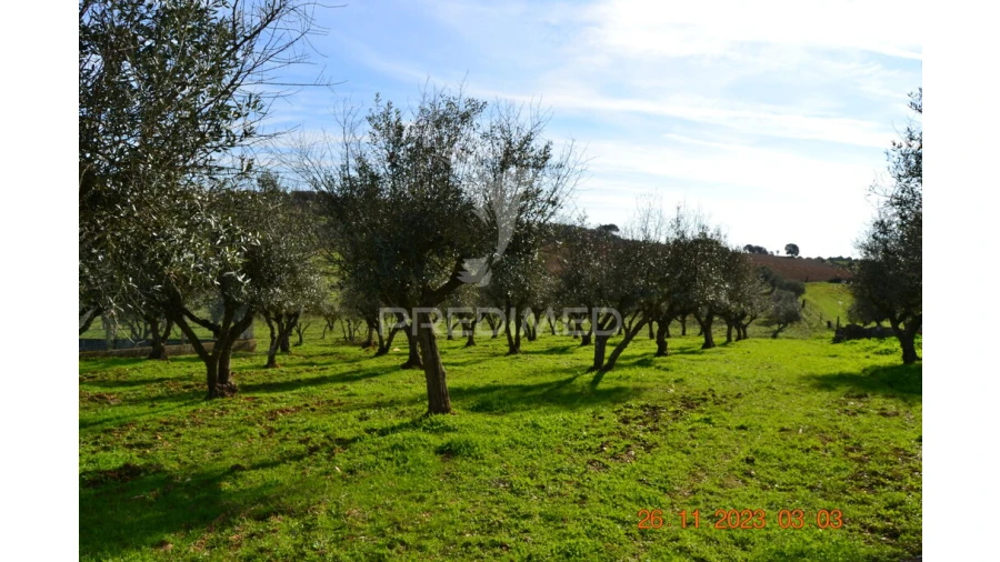 Quinta T4 para Venda em Pardais Foto 14