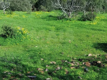 Terreno para Venda em São Brás de Alportel