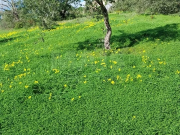 Terreno para Venda em São Brás de Alportel