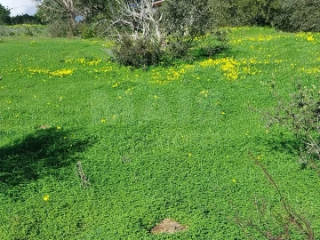 Terreno para Venda em São Brás de Alportel