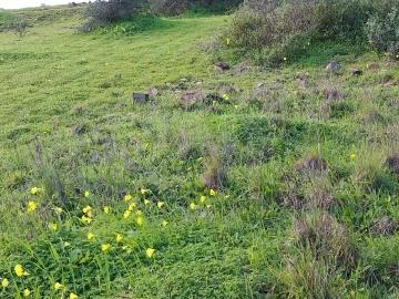 Terreno para Venda em São Brás de Alportel
