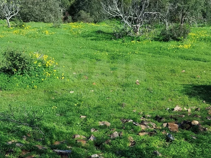 Terreno para Venda em São Brás de Alportel Foto 2