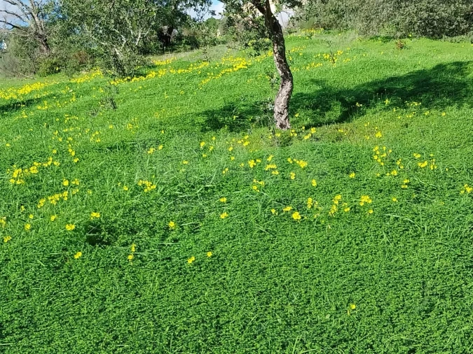 Terreno para Venda em São Brás de Alportel Foto 3
