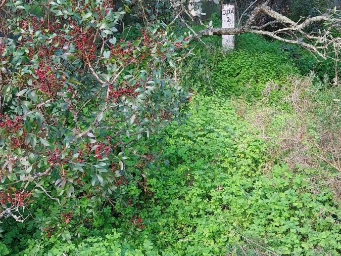 Terreno para Venda em São Brás de Alportel Foto 6