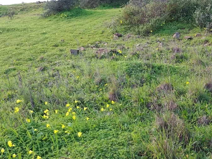 Terreno para Venda em São Brás de Alportel Foto 7