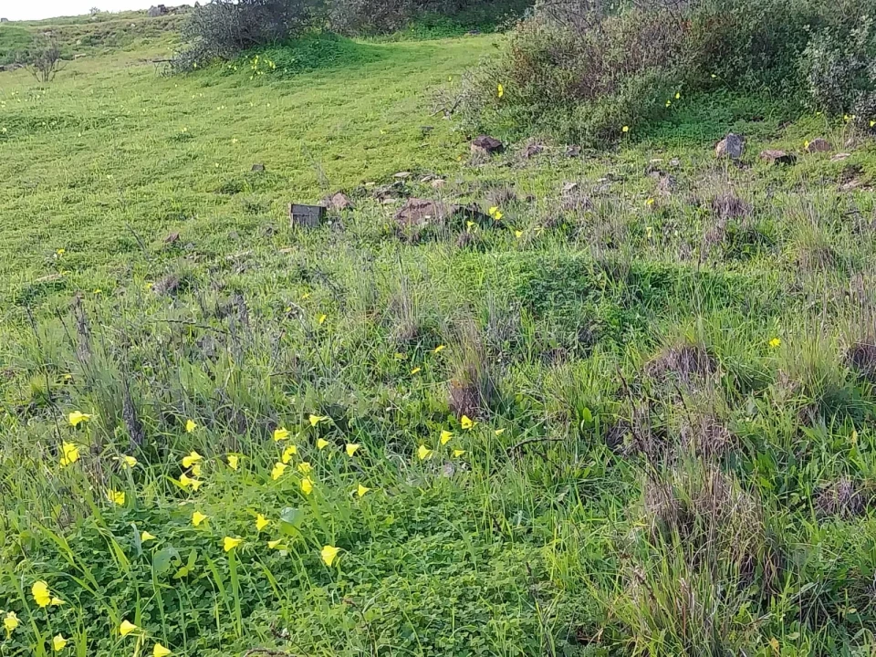 Terreno para Venda em São Brás de Alportel Foto 7