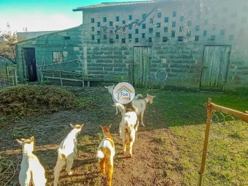 Terreno para Venda em Albergaria-A-Velha e Valmaior