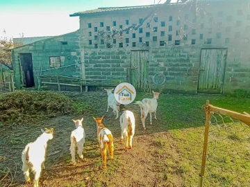 Terreno para Venda em Albergaria-A-Velha e Valmaior