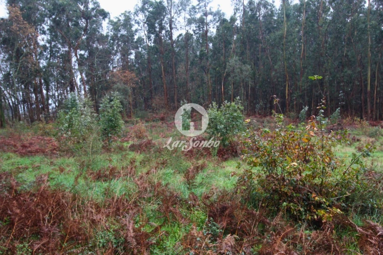 Terreno para Venda em Galegos (Santa Maria) Foto 3