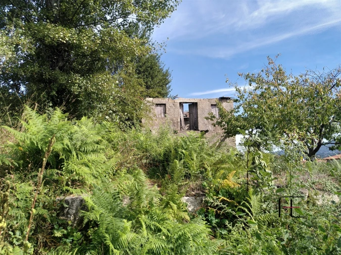 Quinta T7 para Venda em Boelhe Foto 23