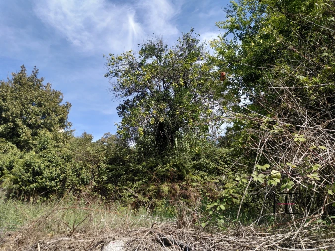 Quinta T7 para Venda em Boelhe Foto 21