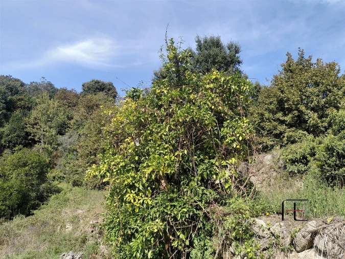 Quinta T7 para Venda em Boelhe Foto 22