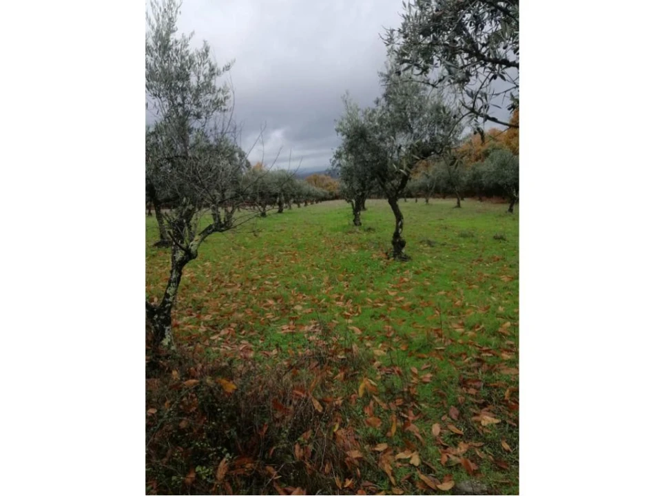 Quinta T0 para Venda em Santa Maria da Devesa Foto 3