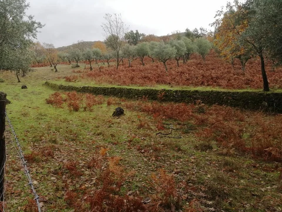 Quinta T0 para Venda em Santa Maria da Devesa Foto 4