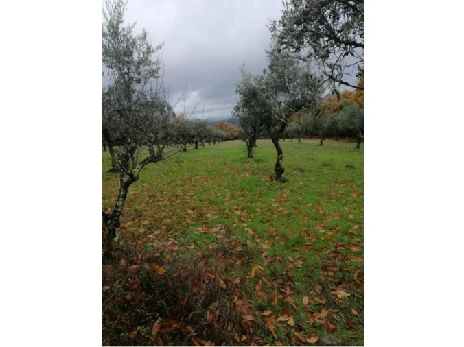 Quinta T0 para Venda em Santa Maria da Devesa Foto 3