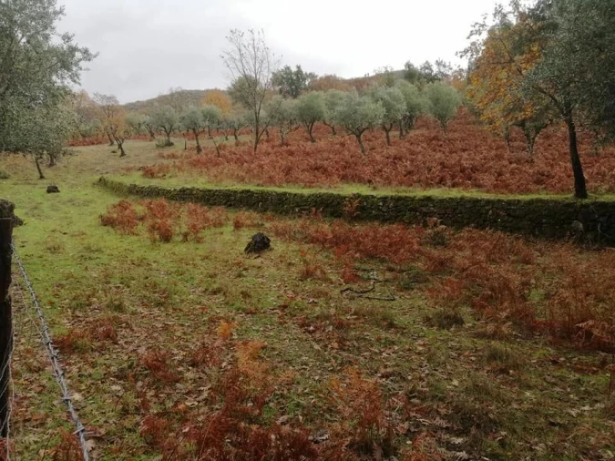 Quinta T0 para Venda em Santa Maria da Devesa Foto 4