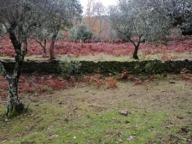Quinta T0 para Venda em Santa Maria da Devesa Foto 5