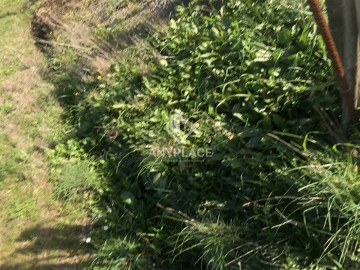 Terreno Agricola ou Rústico para Venda em Mertola