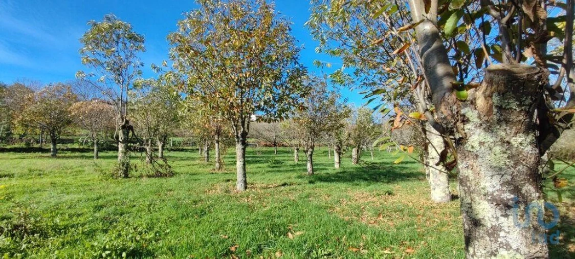 Terreno para Venda em Mões Foto 11