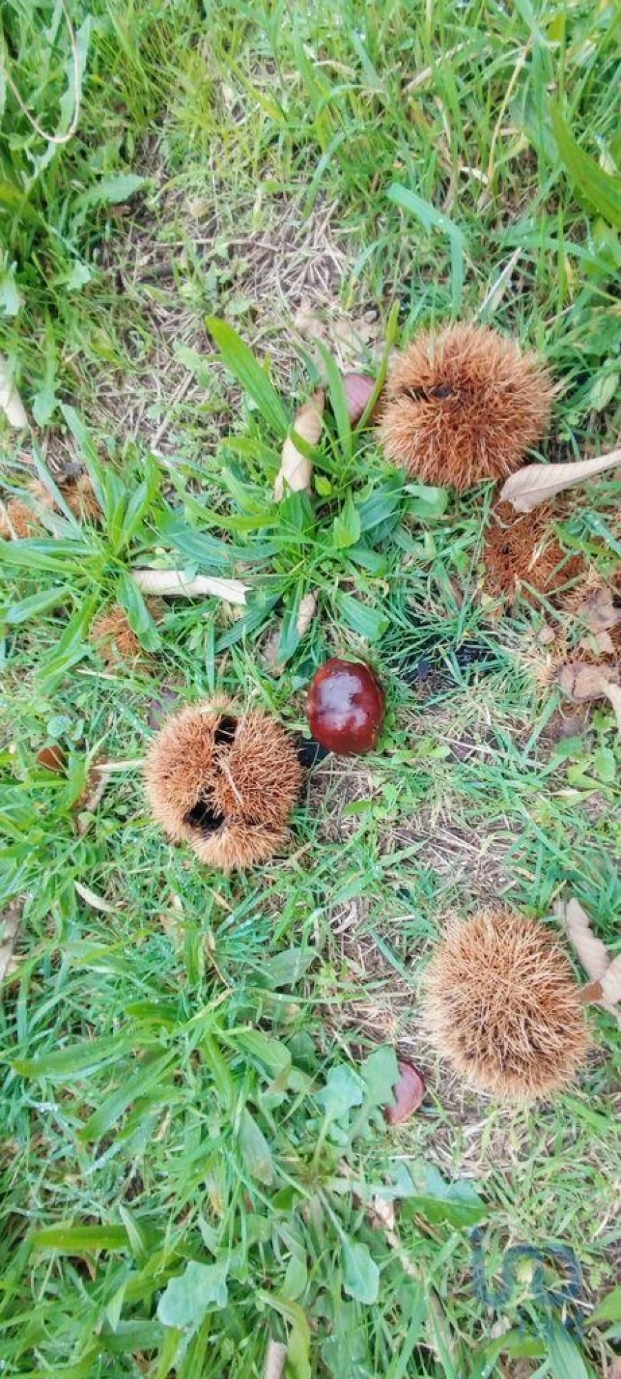 Terreno para Venda em Mões Foto 8