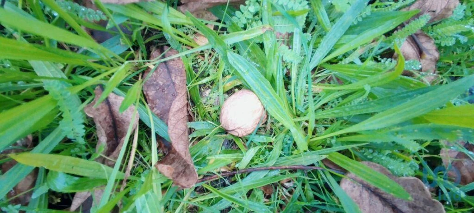 Terreno para Venda em Mões Foto 9