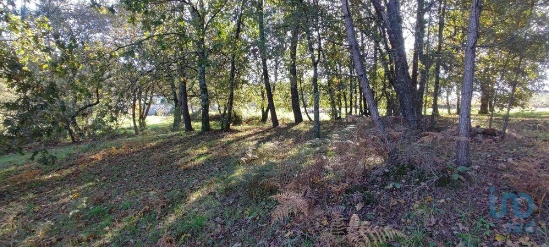 Terreno para Venda em Mões Foto 13