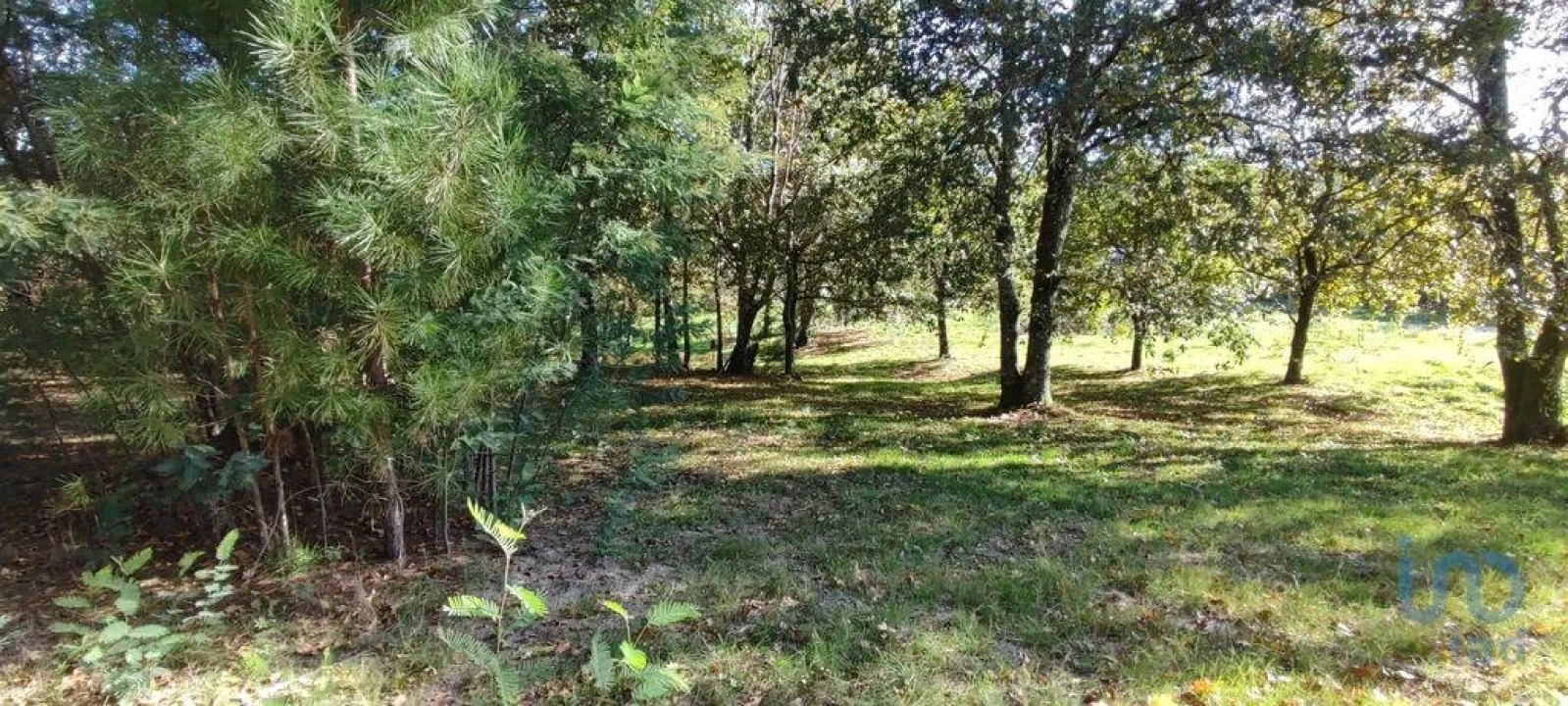 Terreno para Venda em Mões Foto 15