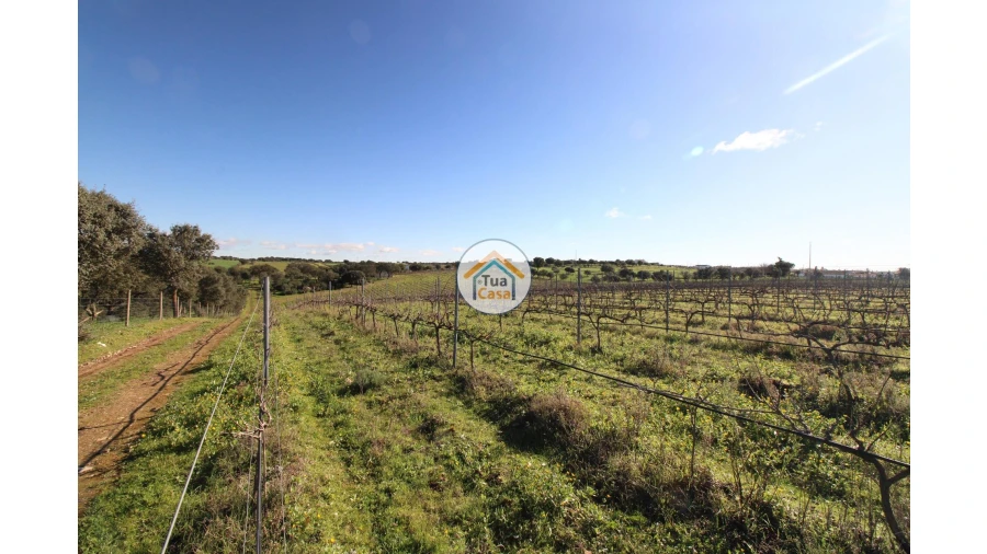 Terreno para Venda em São Lourenço de Mamporcão e São Bento de Ana Loura Foto 12