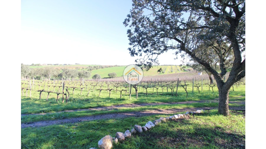 Terreno para Venda em São Lourenço de Mamporcão e São Bento de Ana Loura Foto 16