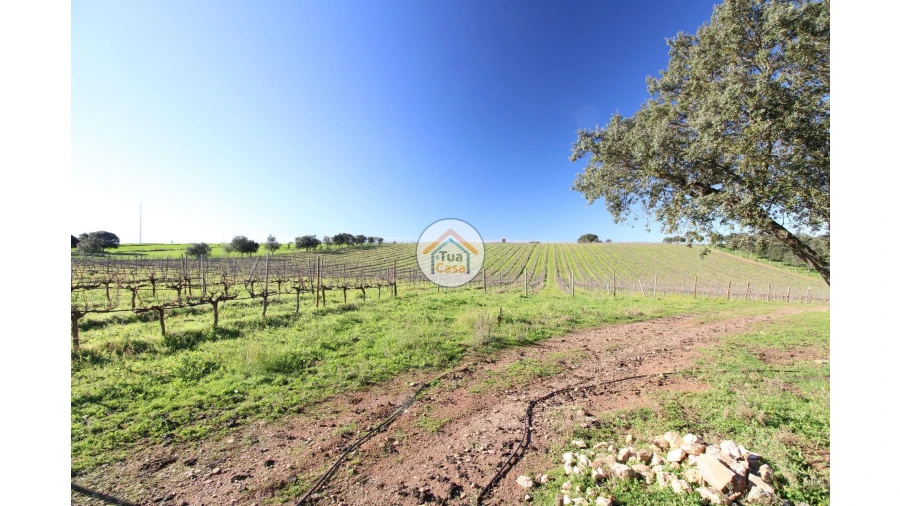 Terreno para Venda em São Lourenço de Mamporcão e São Bento de Ana Loura Foto 13