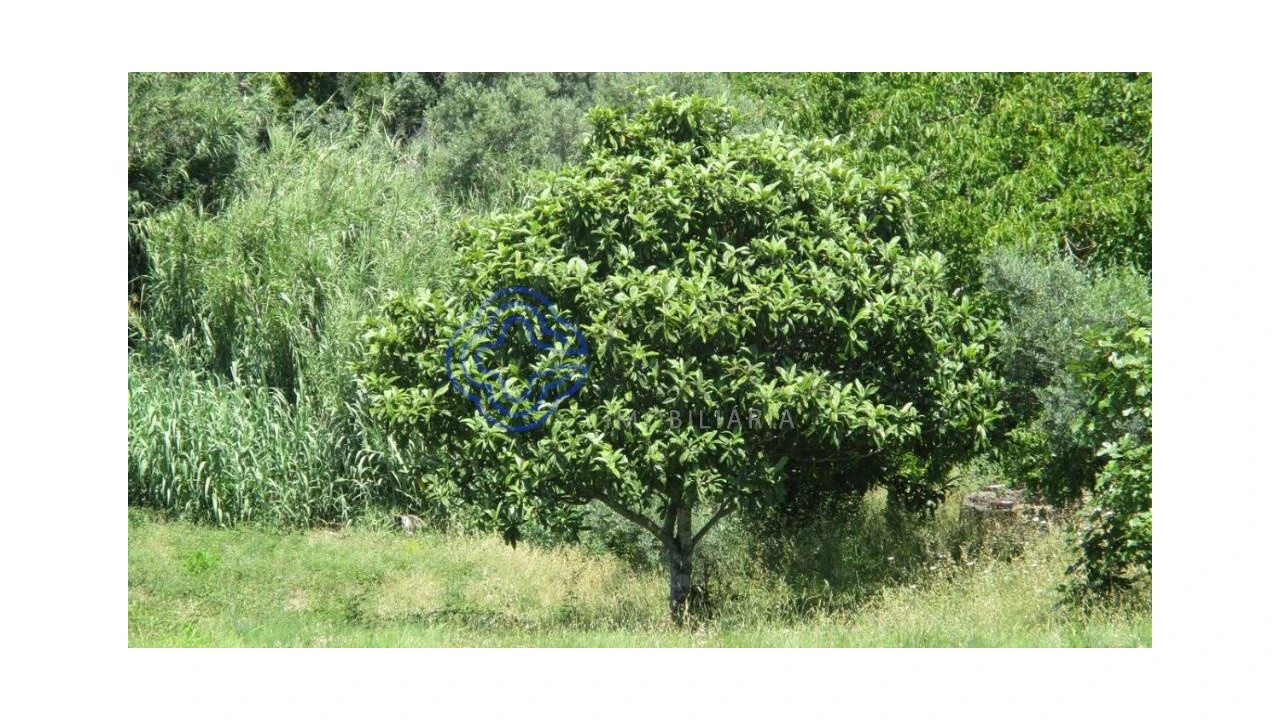Terreno para Venda em Serra e Junceira Foto 7