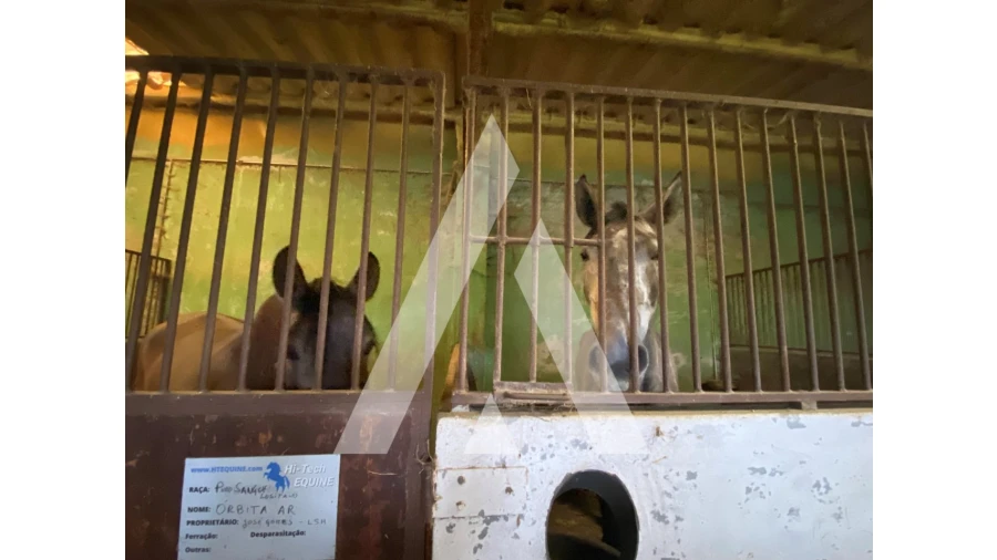 Quinta para Venda em Fermentões Foto 16