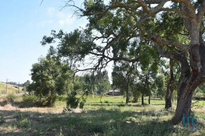 Terreno para Venda em Amor