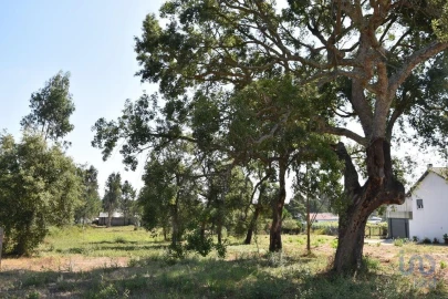 Terreno para Venda em Amor