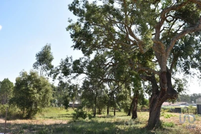 Terreno para Venda em Amor