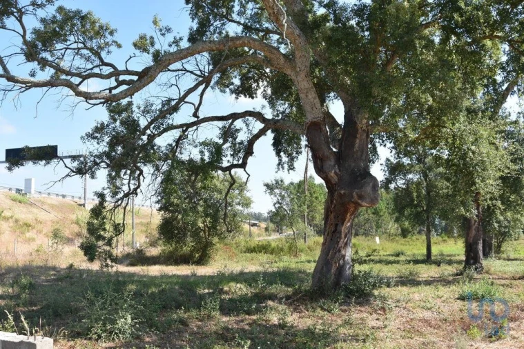 Terreno para Venda em Amor