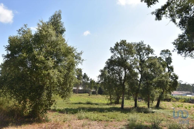 Terreno para Venda em Amor Foto 9