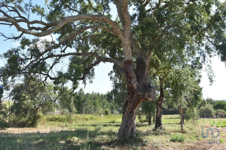 Terreno para Venda em Amor Foto 4