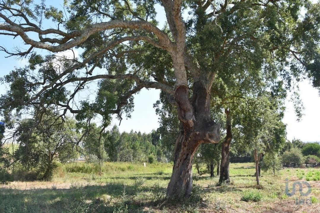 Terreno para Venda em Amor Foto 4