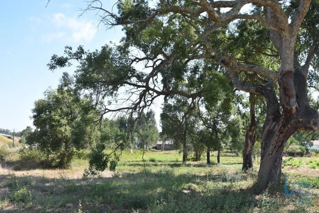 Terreno para Venda em Amor Foto 10