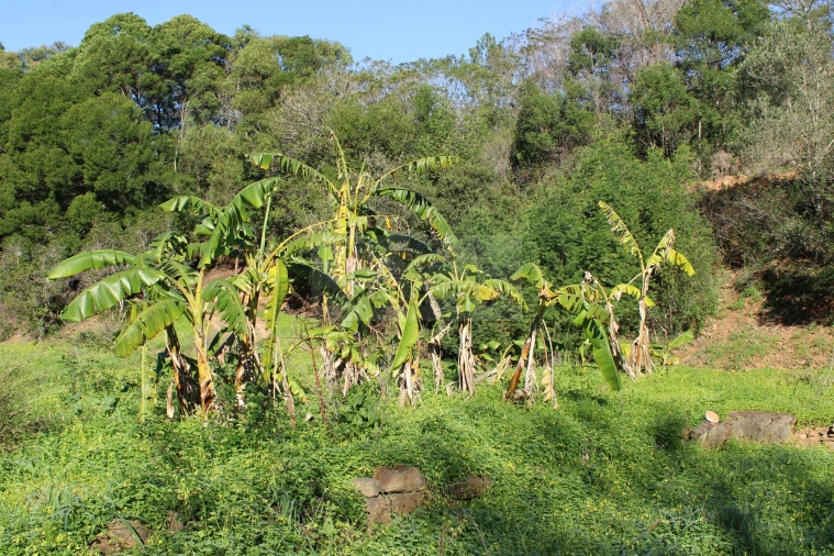Quinta T1 para Venda em Lagos (São Sebastião e Santa Maria) Foto 19