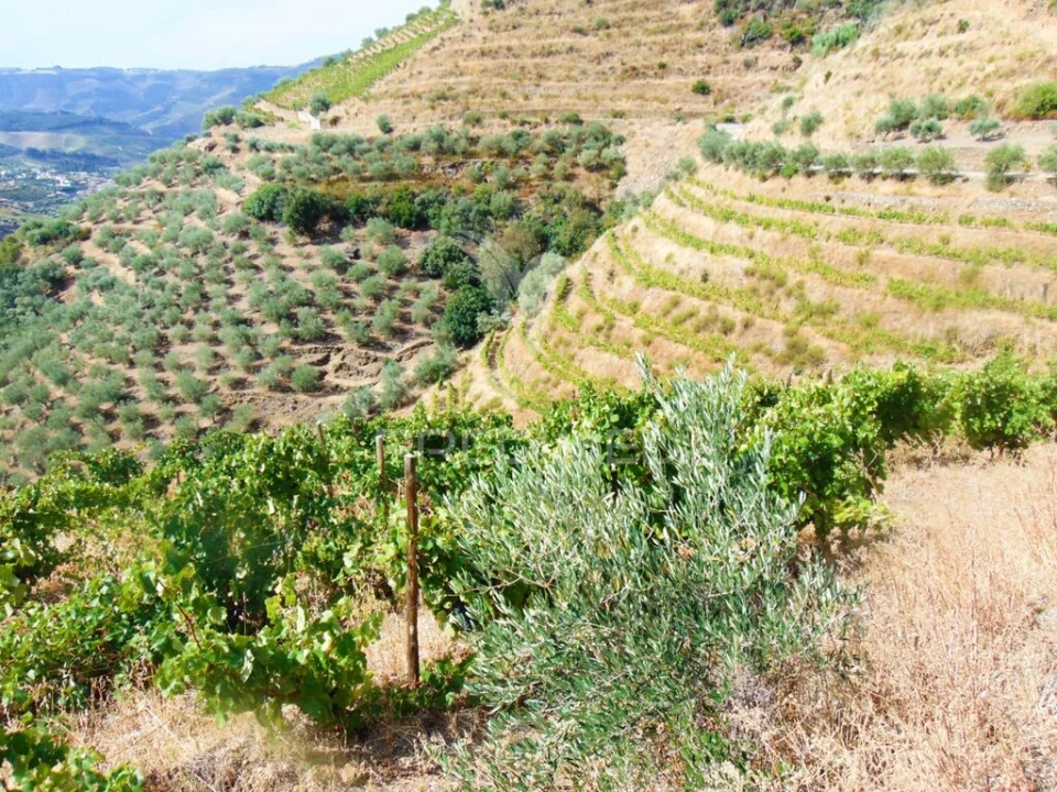 Terreno para Venda em Galafura e Covelinhas Foto 14