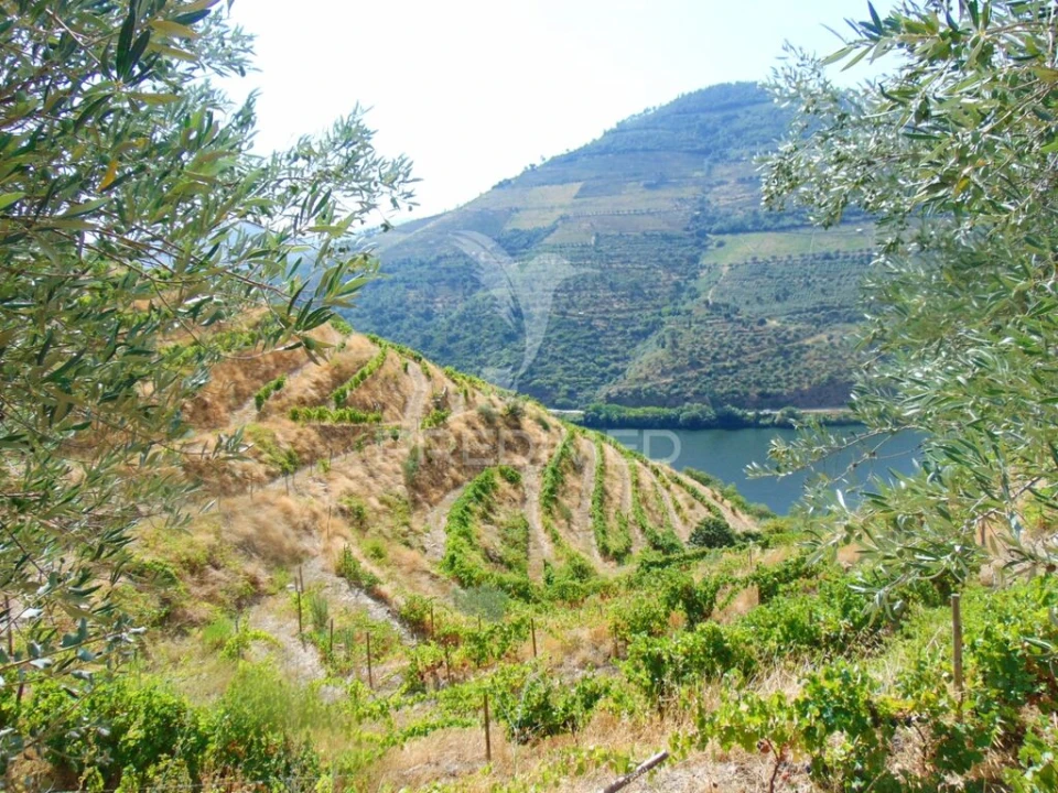 Terreno para Venda em Galafura e Covelinhas Foto 5