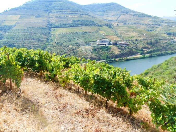 Terreno para Venda em Galafura e Covelinhas Foto 15