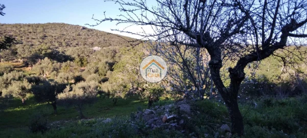 Terreno para Venda em São Brás de Alportel