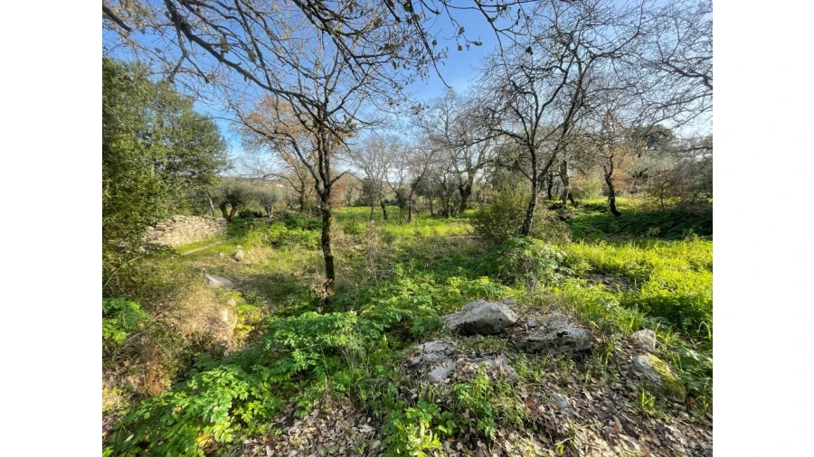 Terreno para Venda em Nossa Senhora do Pranto Foto 6